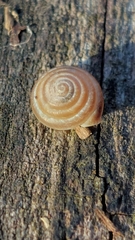 Perforatella bidentata