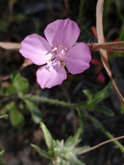 Clarkia dudleyana
