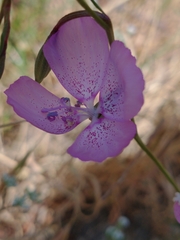 Clarkia dudleyana
