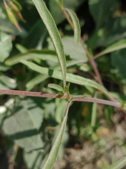Clarkia dudleyana