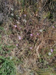 Clarkia dudleyana