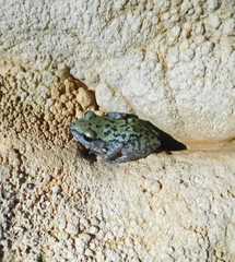 Eleutherodactylus longipes