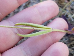 Buchnera floridana image