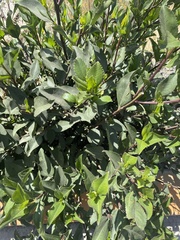 Baccharis latifolia