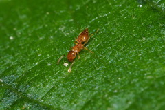 Crematogaster osakensis