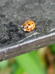Harmonia axyridis