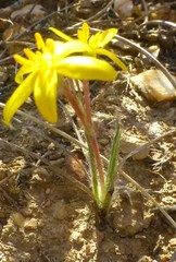 Hypoxis floccosa