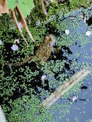 Bufo bufo