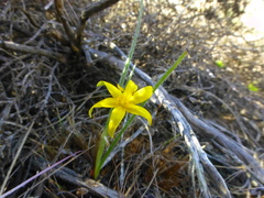 Hypoxis floccosa