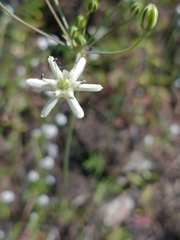 Muilla maritima