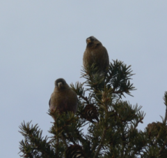 Leucosticte tephrocotis