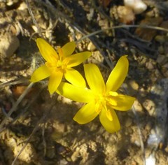 Hypoxis floccosa