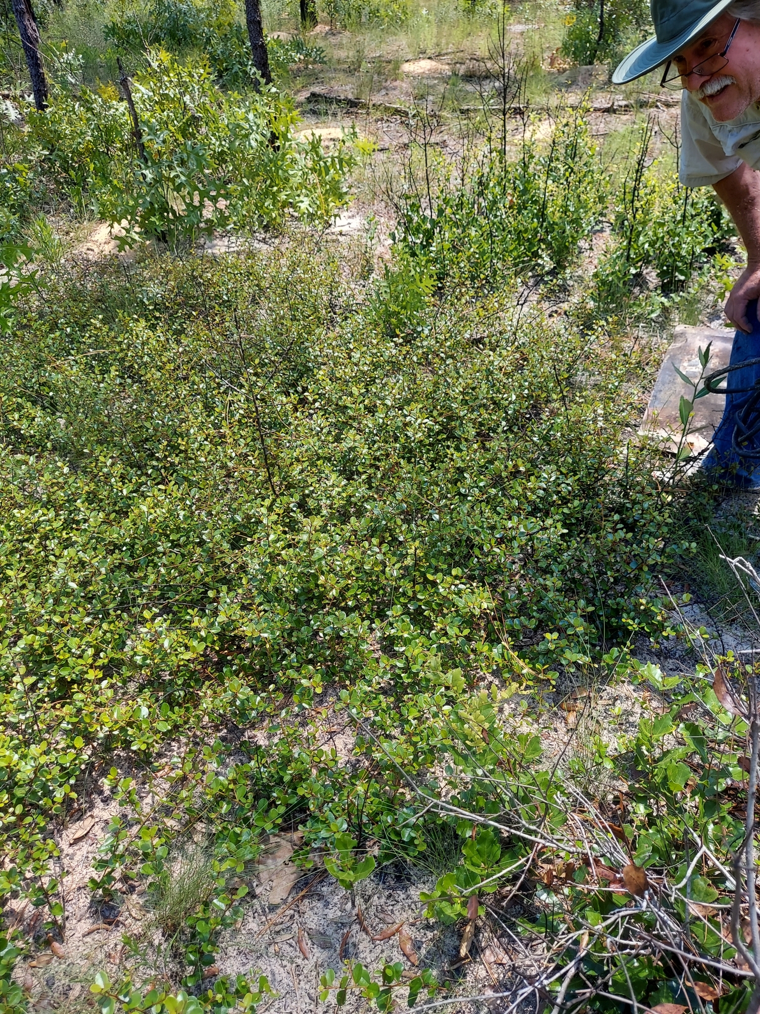 Sideroxylon rufohirtum