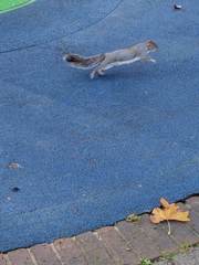 Sciurus carolinensis