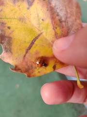Harmonia axyridis