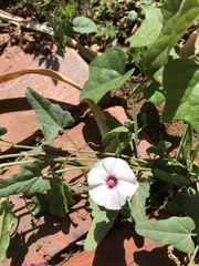 Convolvulus equitans