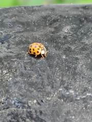 Harmonia axyridis