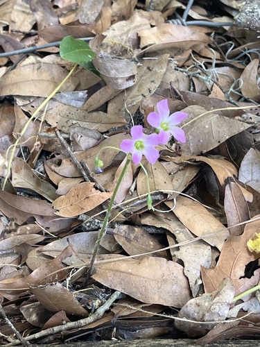 Oxalis violacea image