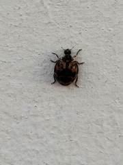 Harmonia axyridis