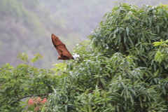 Pteropus niger
