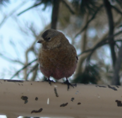 Leucosticte australis