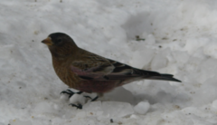 Leucosticte australis