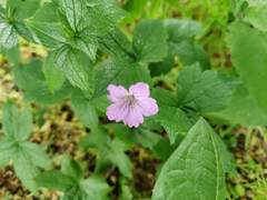 Geranium