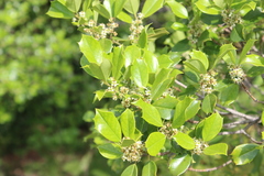 Ilex cornuta