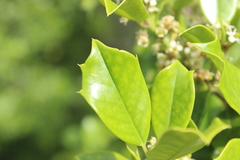 Ilex cornuta