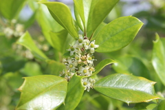 Ilex cornuta
