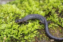 Plethodon electromorphus
