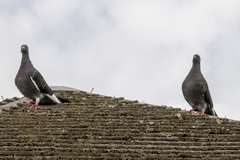 Columba livia