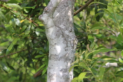 Ilex cornuta