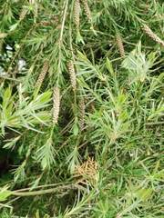 Melaleuca