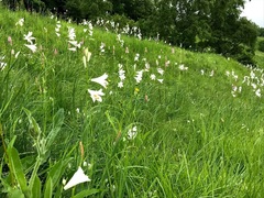 Paradisea liliastrum