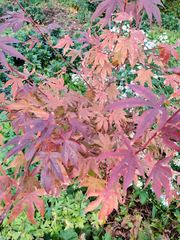 Acer
