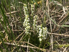 Spiranthes lucida
