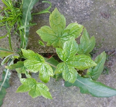 Geranium nodosum
