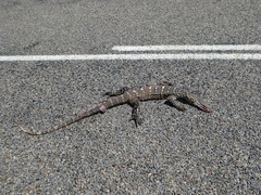 Varanus giganteus
