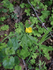 Ranunculus fallax