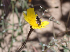 Acmaeodera hepburnii