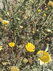 Palpada mexicana