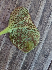 Puccinia dichondrae
