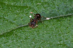 Pristomyrmex punctatus