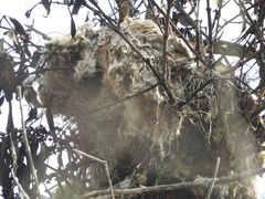 Campylorhynchus zonatus