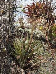 Tillandsia rotundata