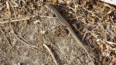 Aspidoscelis lineattissimus