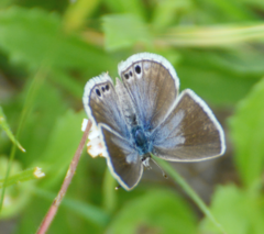 Echinargus