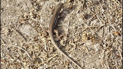 Aspidoscelis lineattissimus