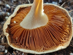 Conocybe intrusa